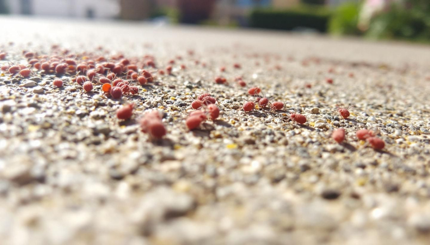 Éradiquer les acariens rouges du béton : méthodes écologiques